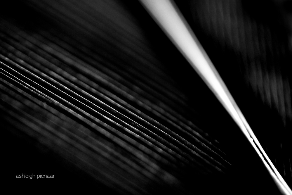 IMG_0730-2 2