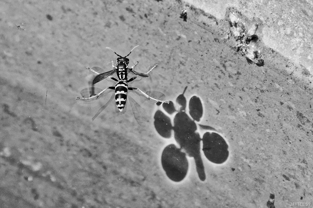 wespe_jaytee59monops