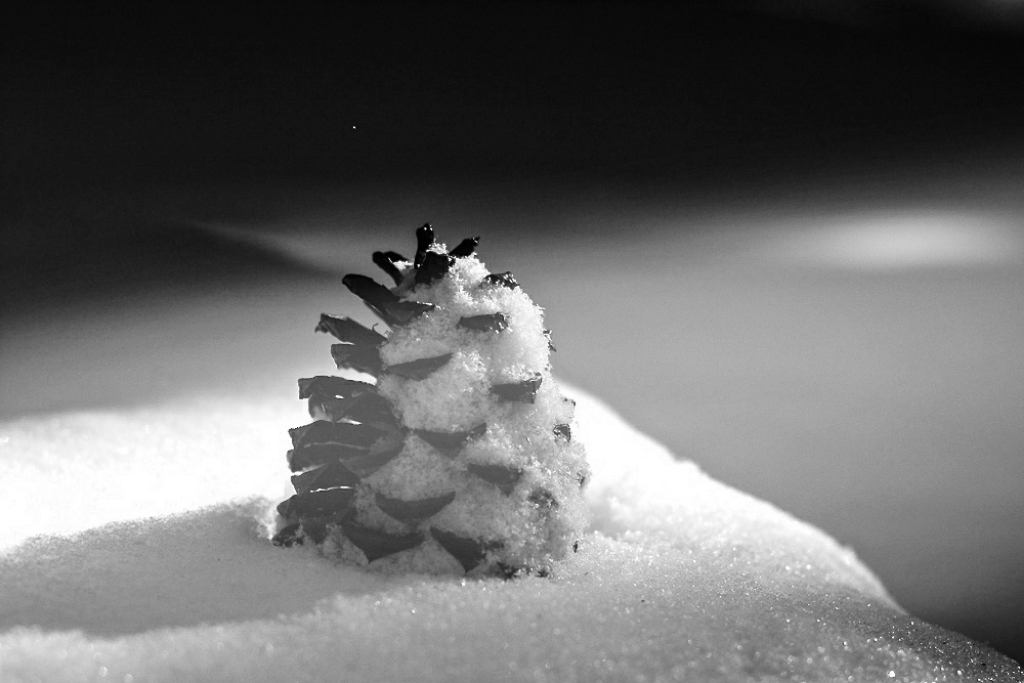 24356833052_51982ef435_o