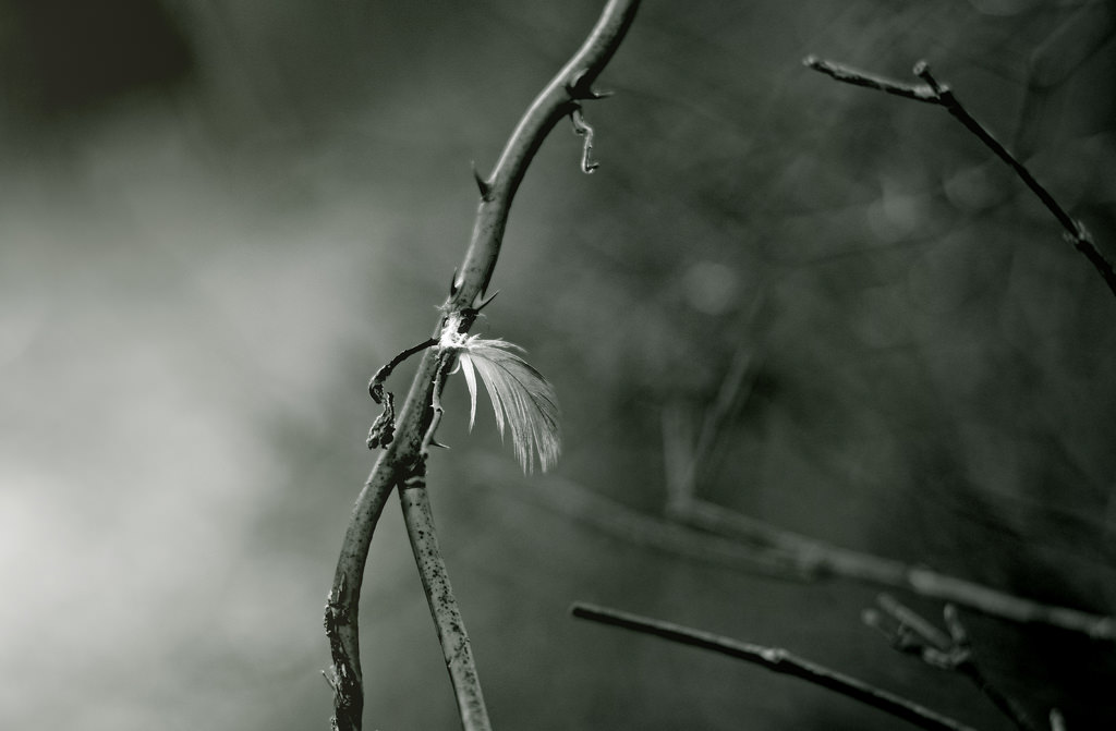 24839770842_65b660b00b_b