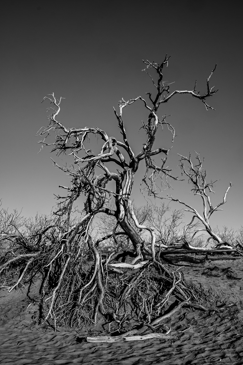Desert Tree