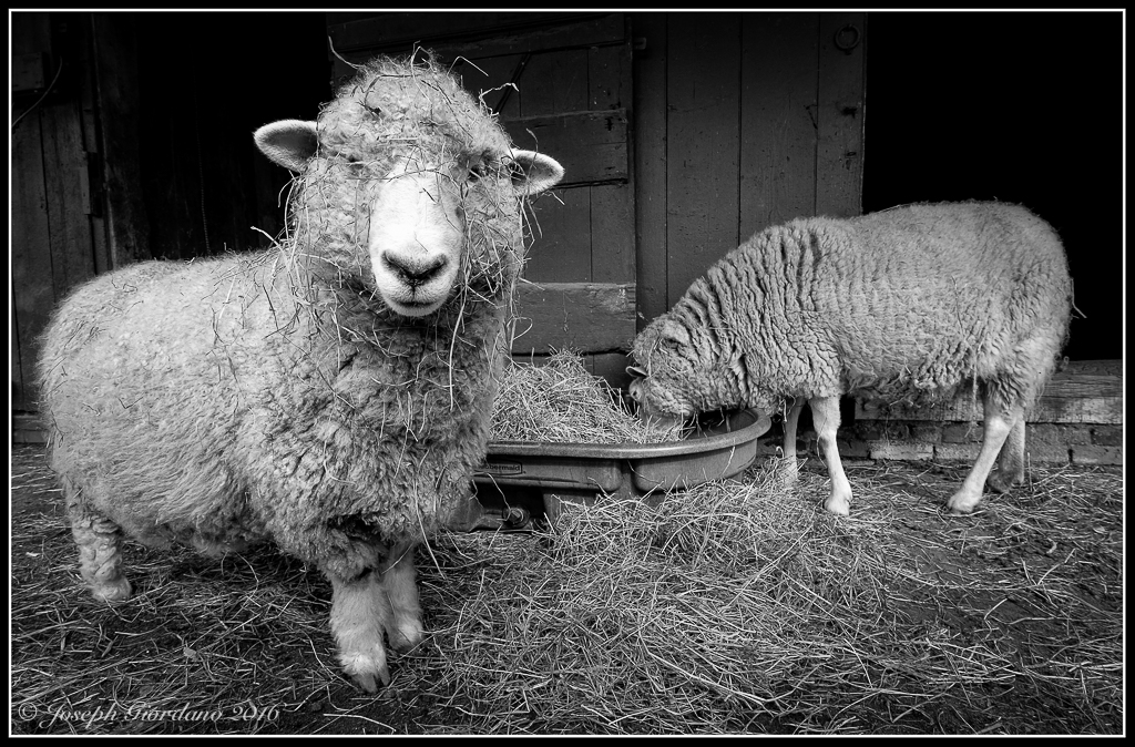 MyFace(BW)