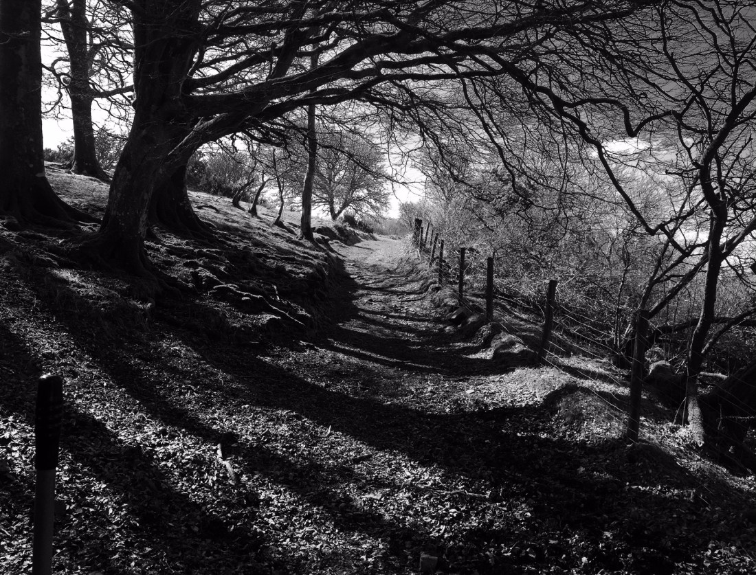 DartmoorSpring©PattiFogarty