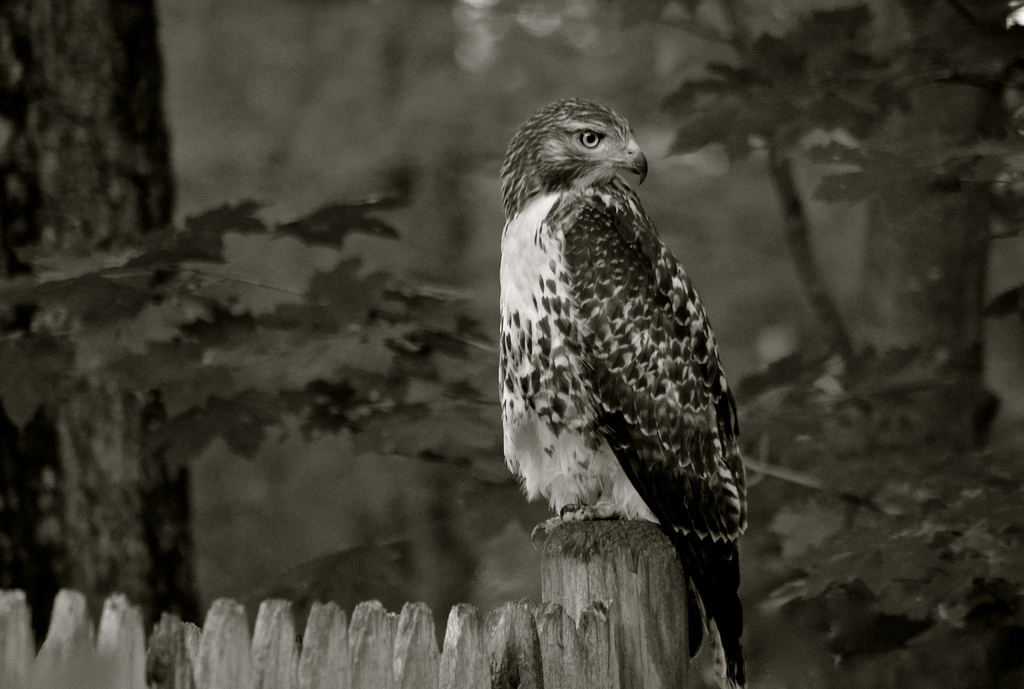 27179211452_7791d848fe_b