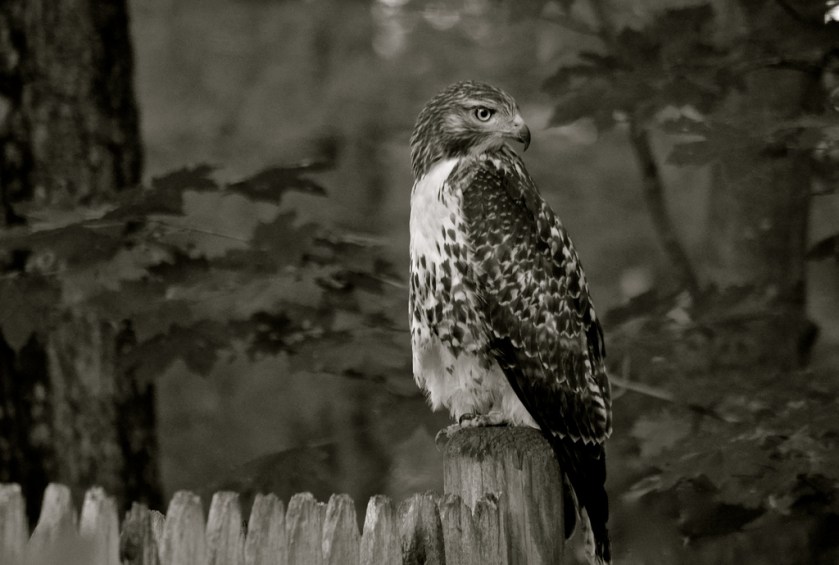 27179211452_7791d848fe_b