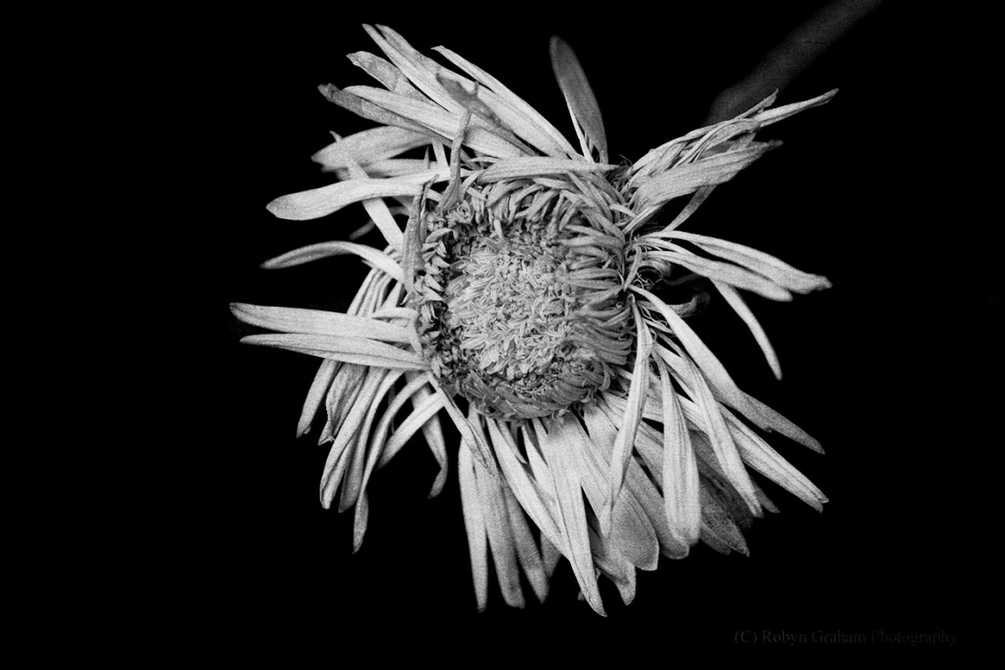 wm e RGP_4365 texture