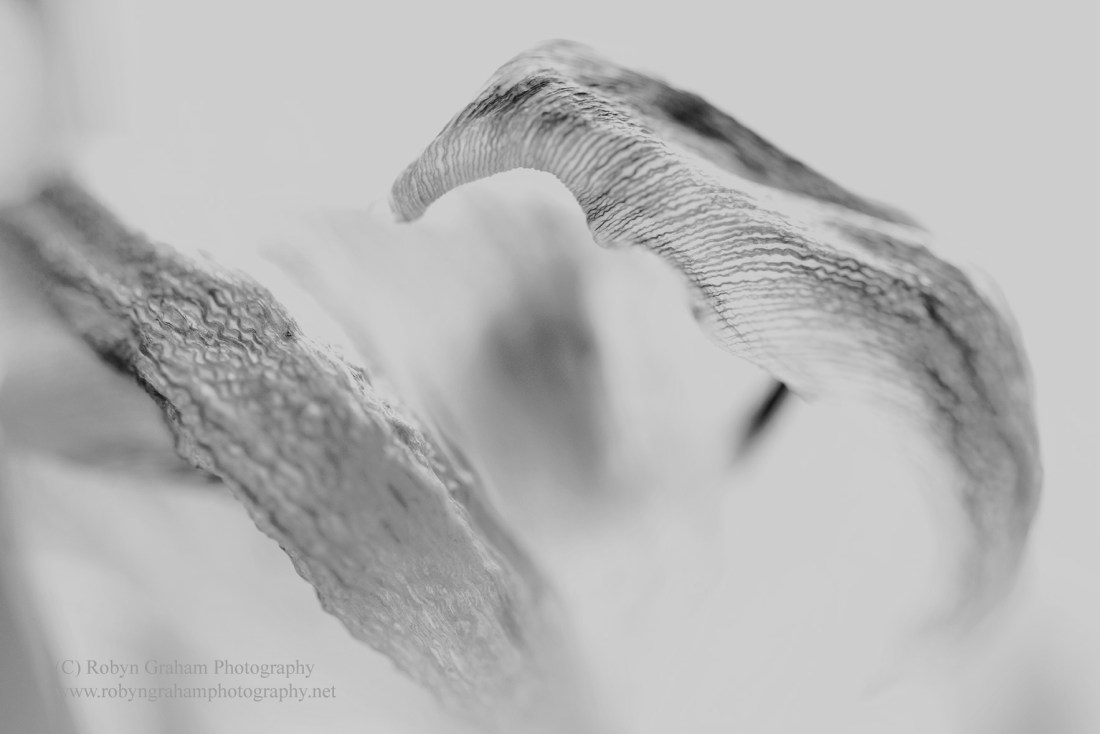 wm e_RGP2249 bw