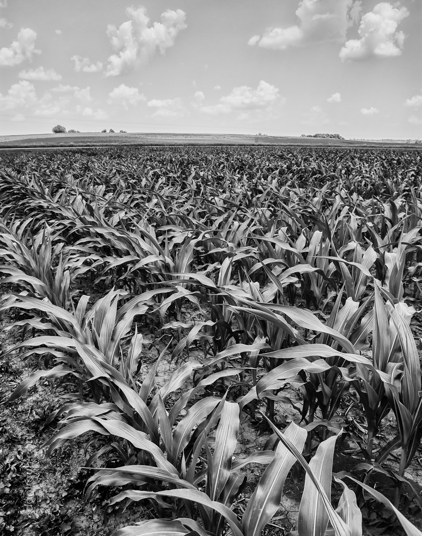 2016-07-01 Knee High