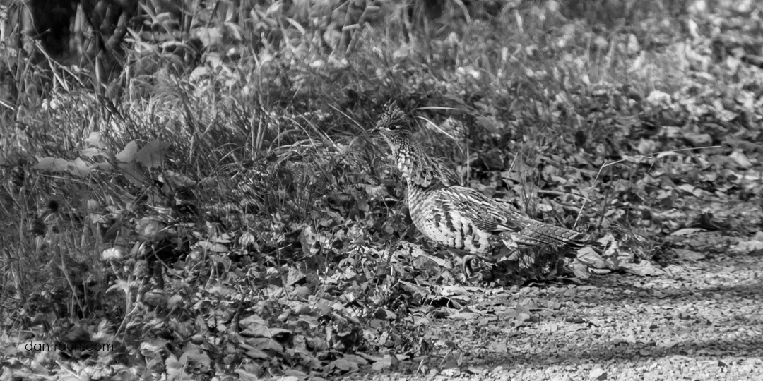 2016-09-02 Ruffed Grouse
