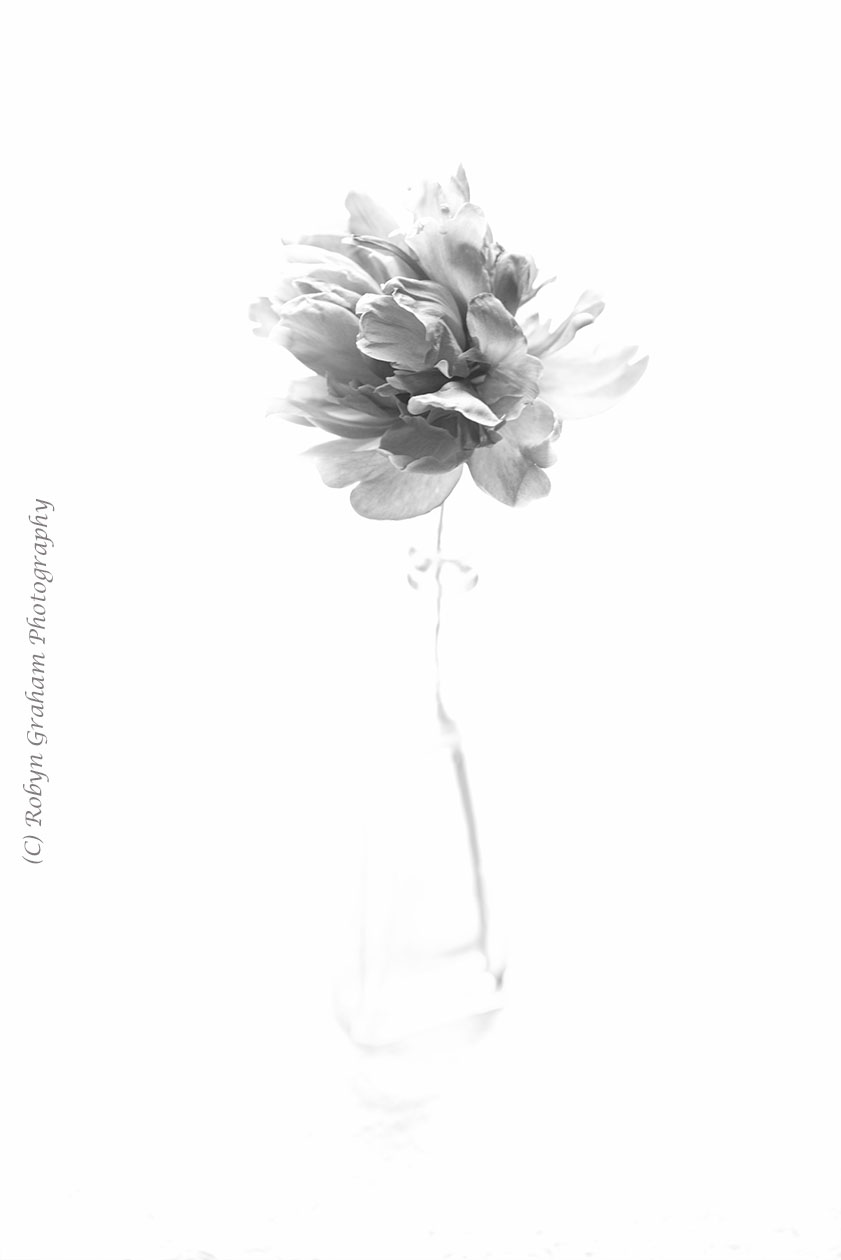 wm e RGP_7336 bw