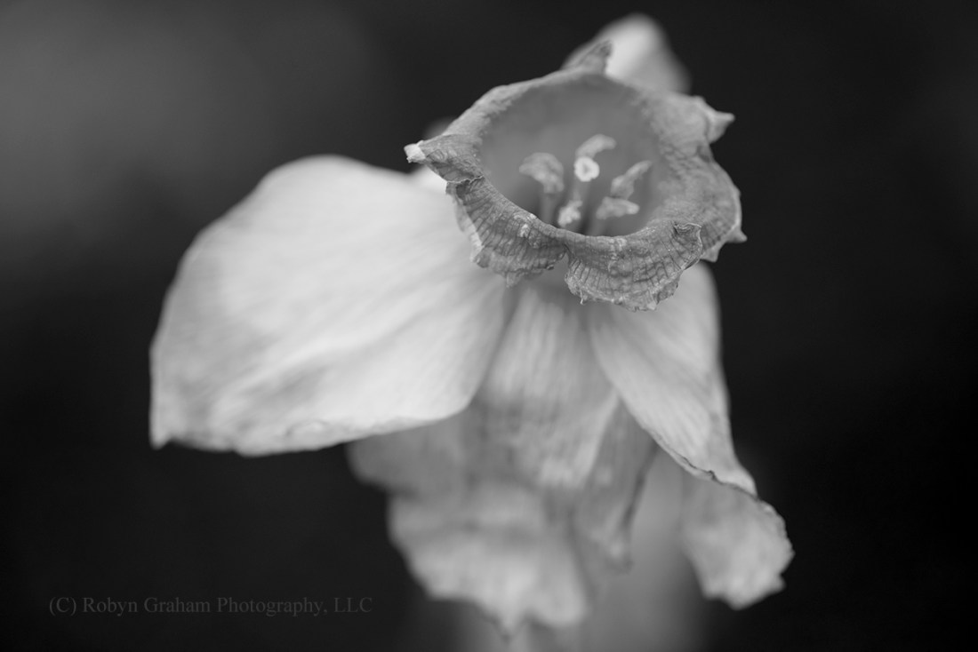 Faded Beginnings