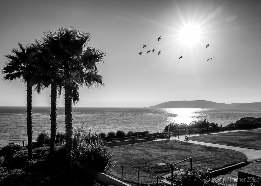 Pelican Silhouettes Pismo Beach California