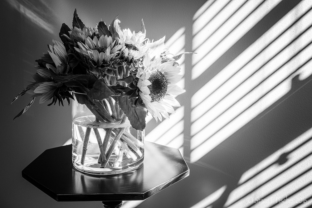 Sunflowers in vase highlighted by sun coming through window blinds