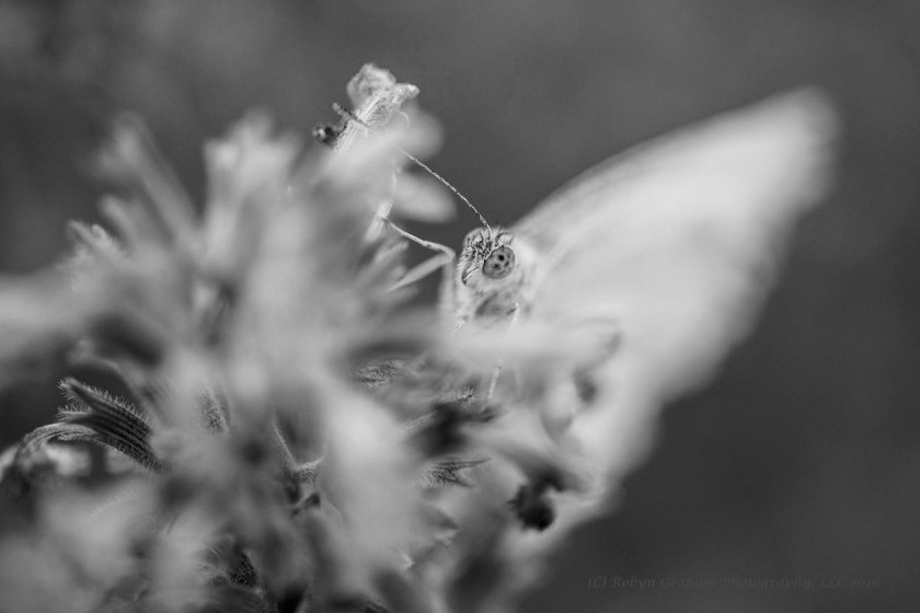 Checkered White (Pontia protodice)