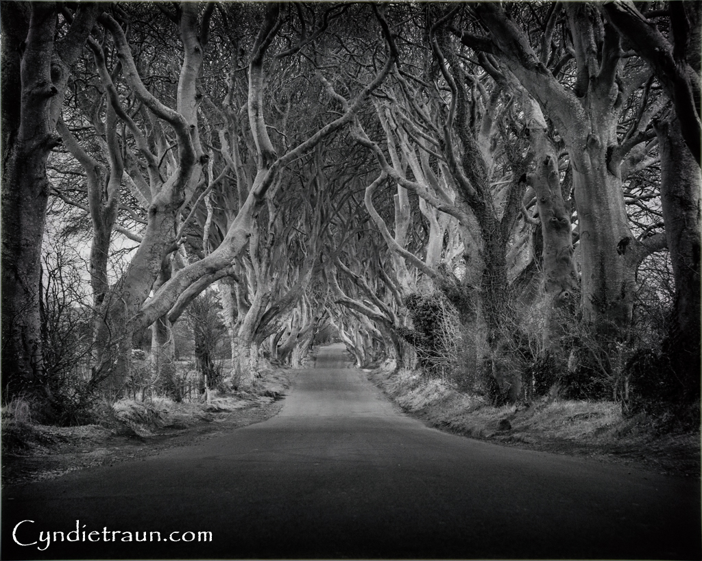 Dark Hedges