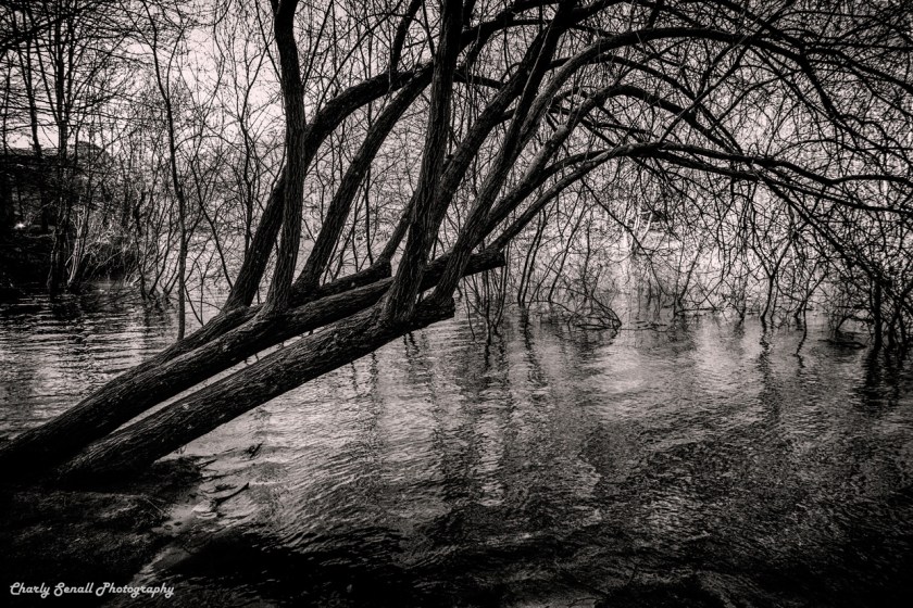 _DSC2480_Jun_2016_bin