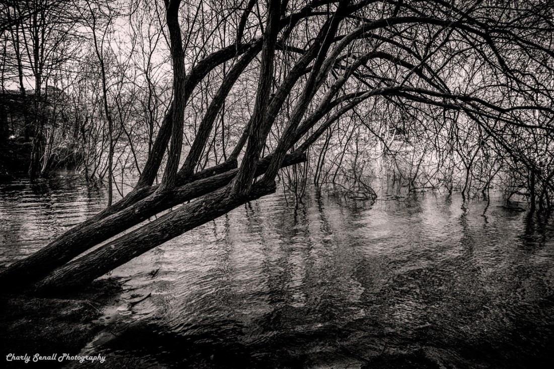 _DSC2480_Jun_2016_bin