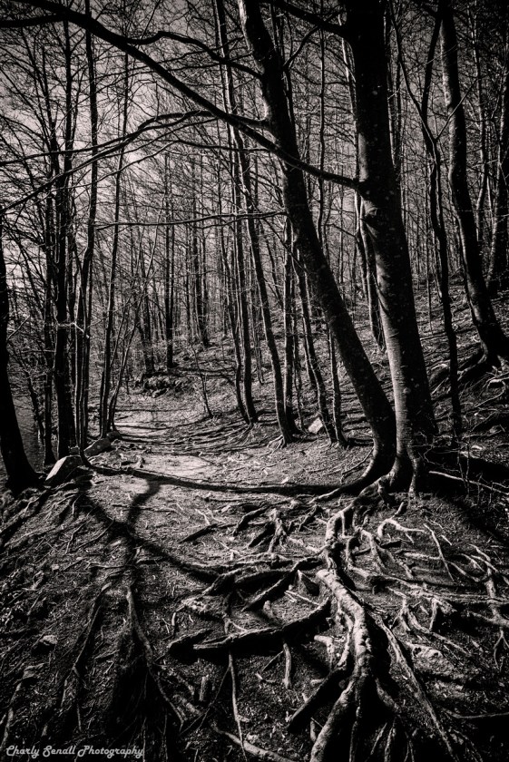 _DSC2519_Jun_2016_bin