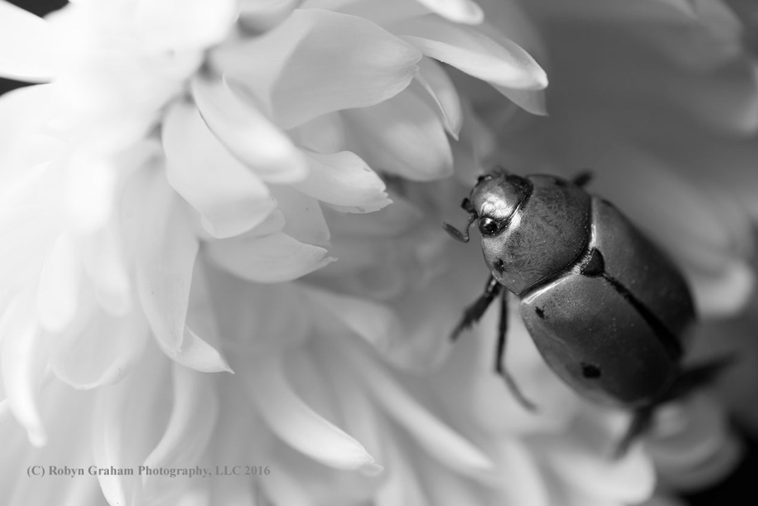 Love Bug