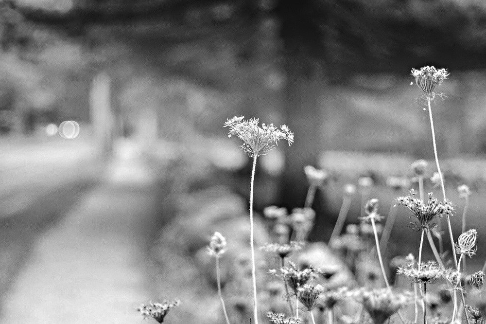 29563032590_c36e7b0fee_b