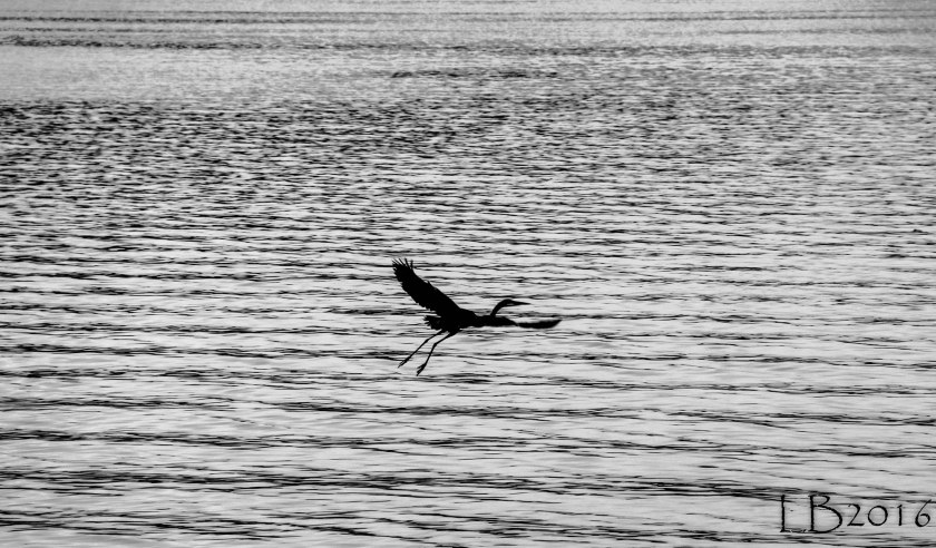 _mg_5398-3