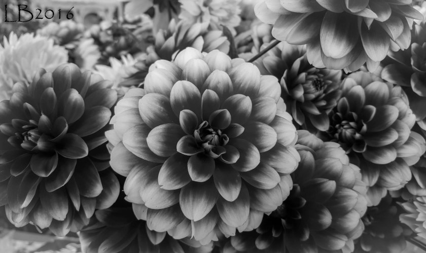 20161001_105251-copy-2