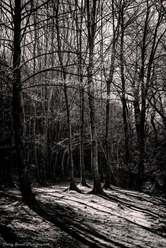 _dsc2446_jun_2016_bin