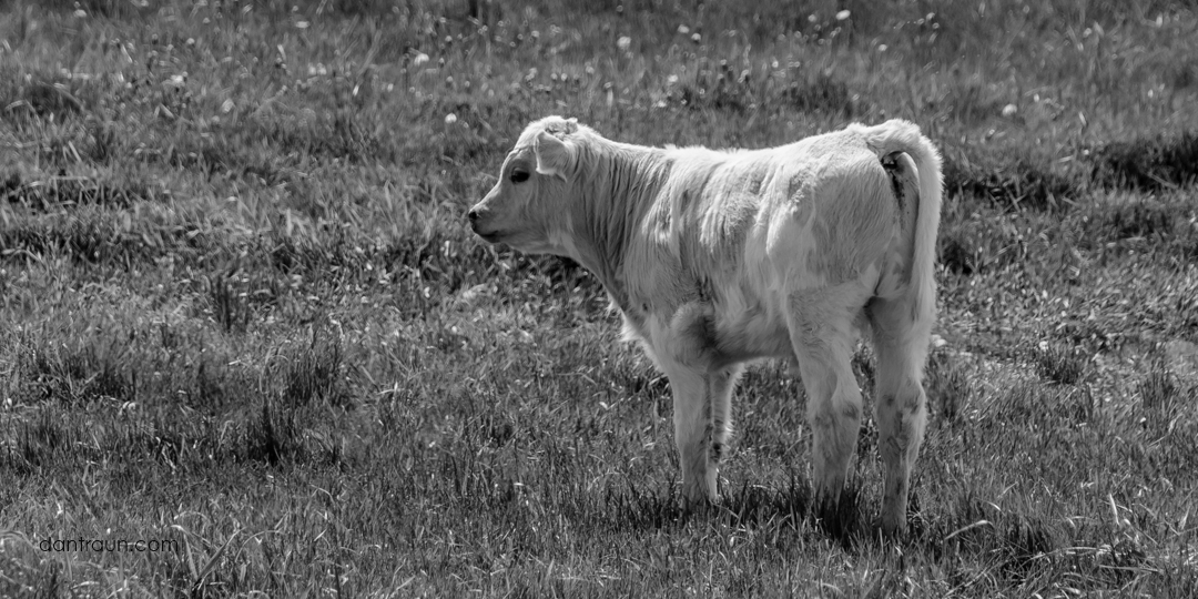 2016-11-25-summer-calf