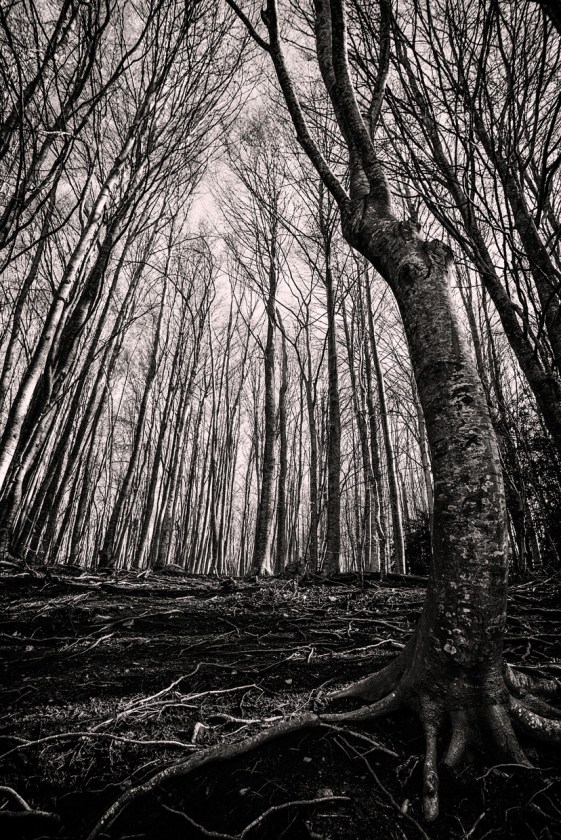 _dsc2491_jun_2016_bin