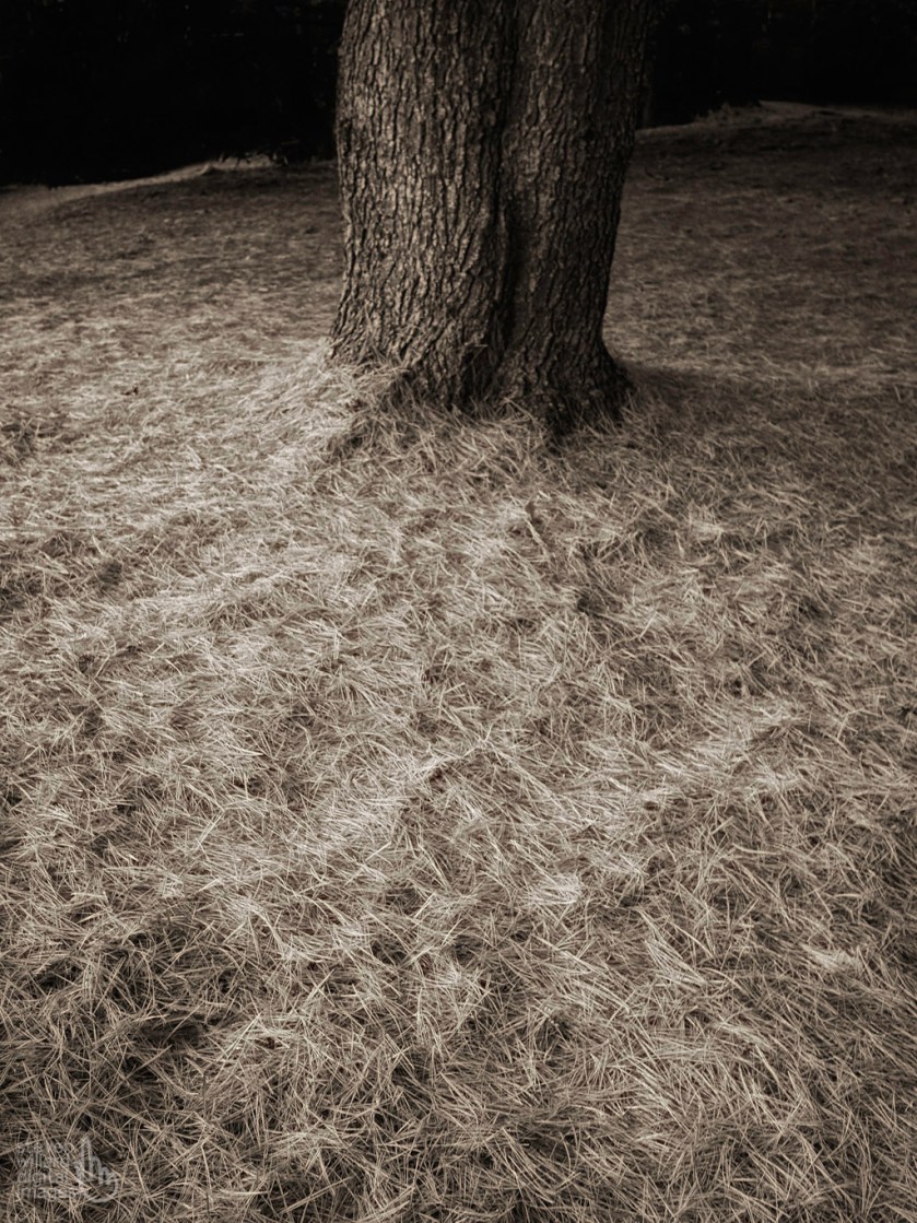 Pine and needles, Woodbury, CT © Steven Willard