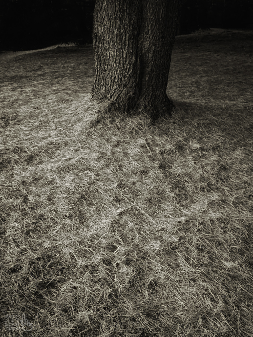 Pine and needles, Woodbury, CT © Steven Willard