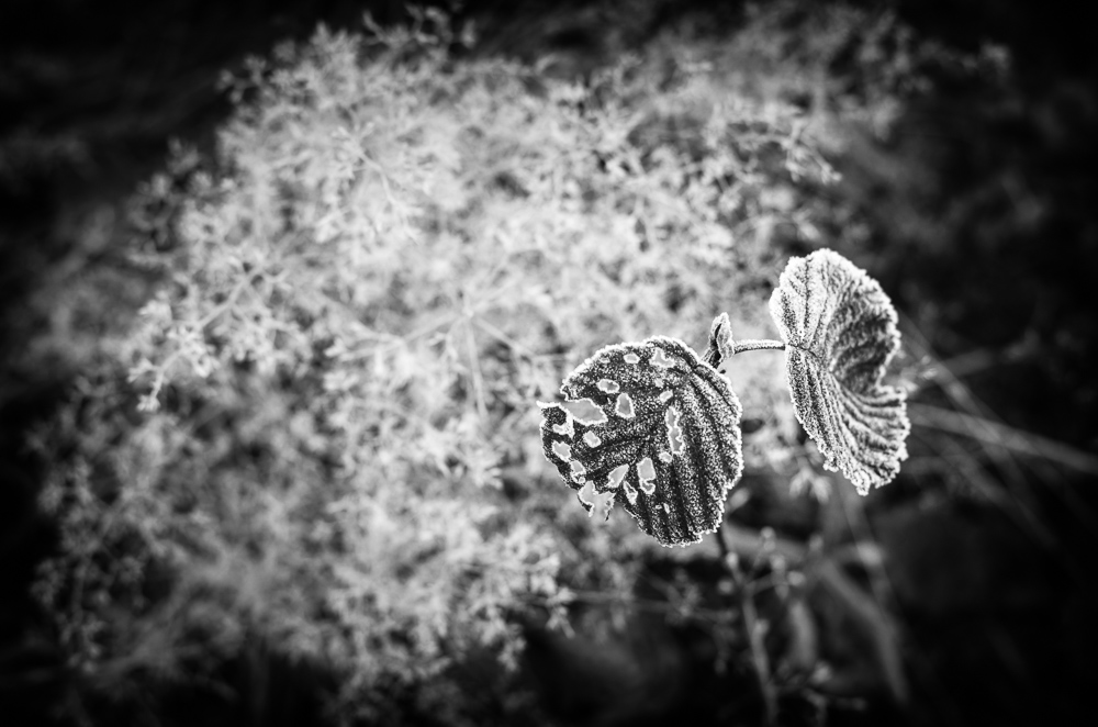 frosty_leaves