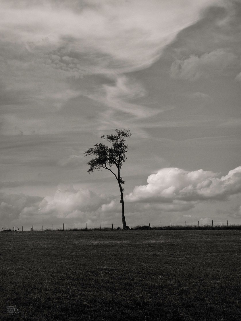 Last One Standing, Roxbury, CT © Steven Willard