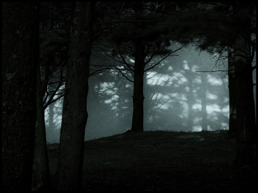 Moonlight through the pines, Woodbury, CT © Steven Willard