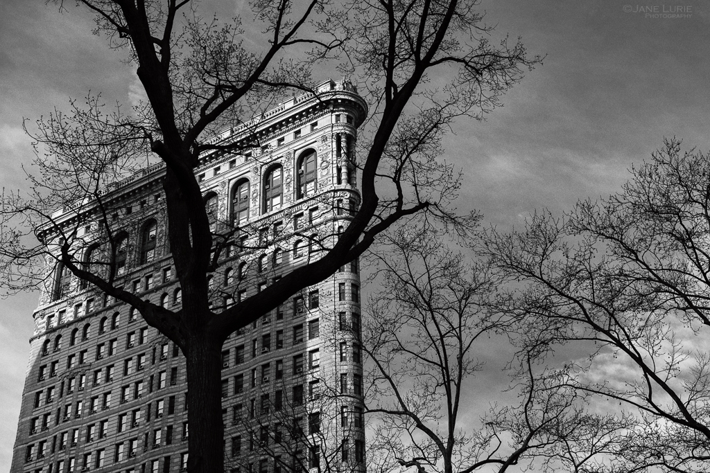 flatiron-and-tree-nyc-jane_lurie