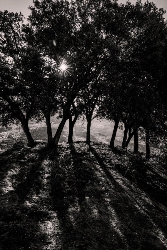 _dsc1265_feb_2017_bin