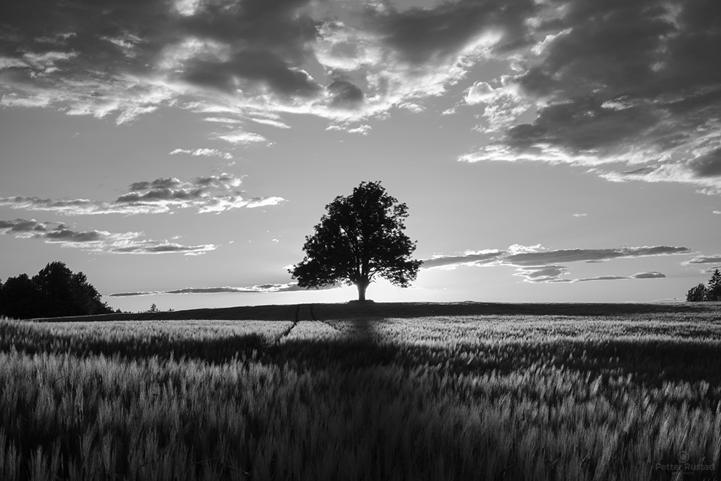 Midsummer Silhouette