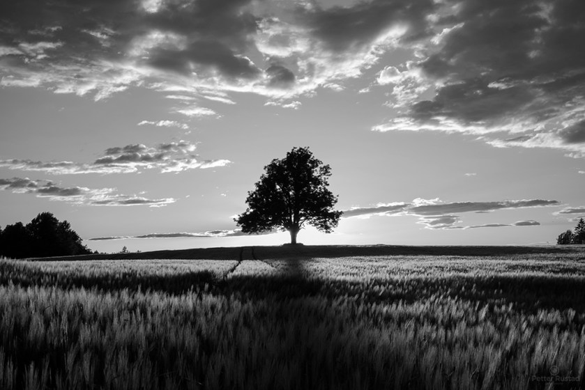 Midsummer Silhouette