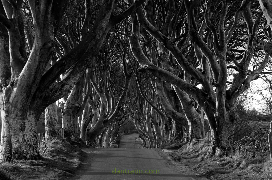 Dark Hedges