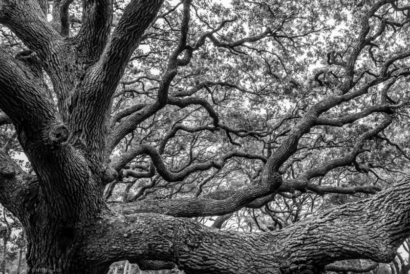 Mighty, Majestic Live Oak