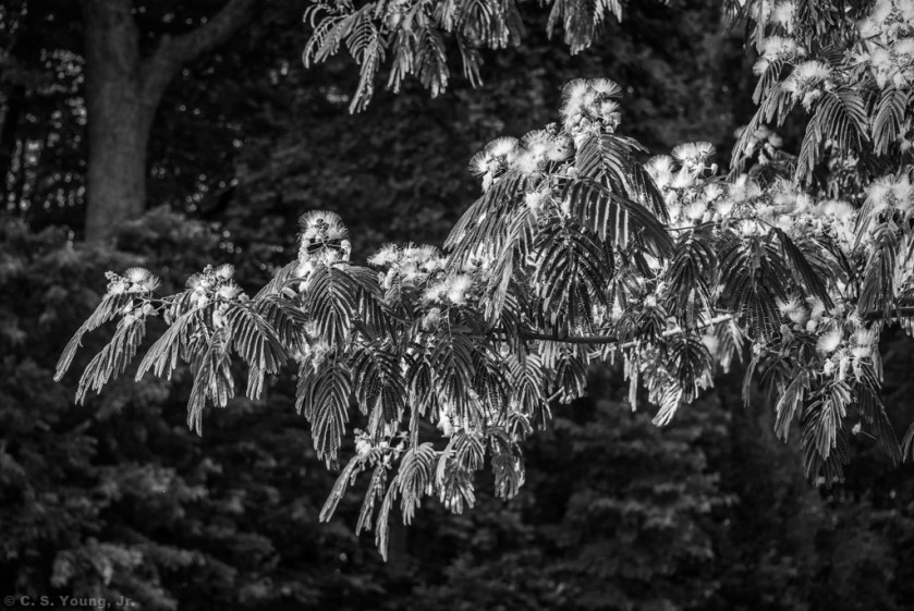 Mimosa Tree Composition 7 Monochrome