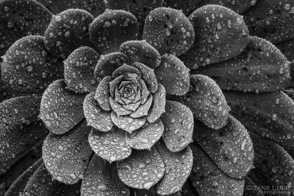 Close-Up, Succulent, Rain, Photography, Black and White, Monochrome, Fujifilm X-T2