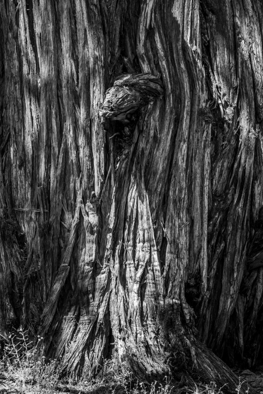 Old Western Juniper Detail 1
