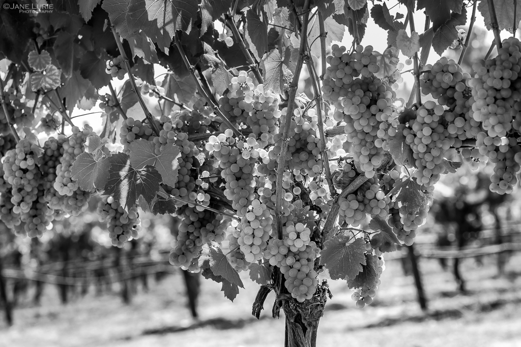 Close-Up, Fujifilm X-T2, Monochrome, Black and White, Photography