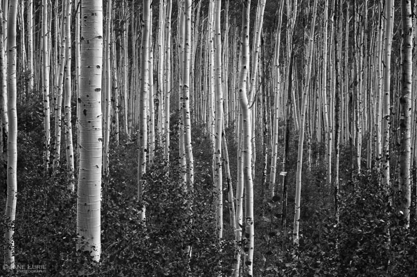 Landscape Photography, Black and White, Monochrome