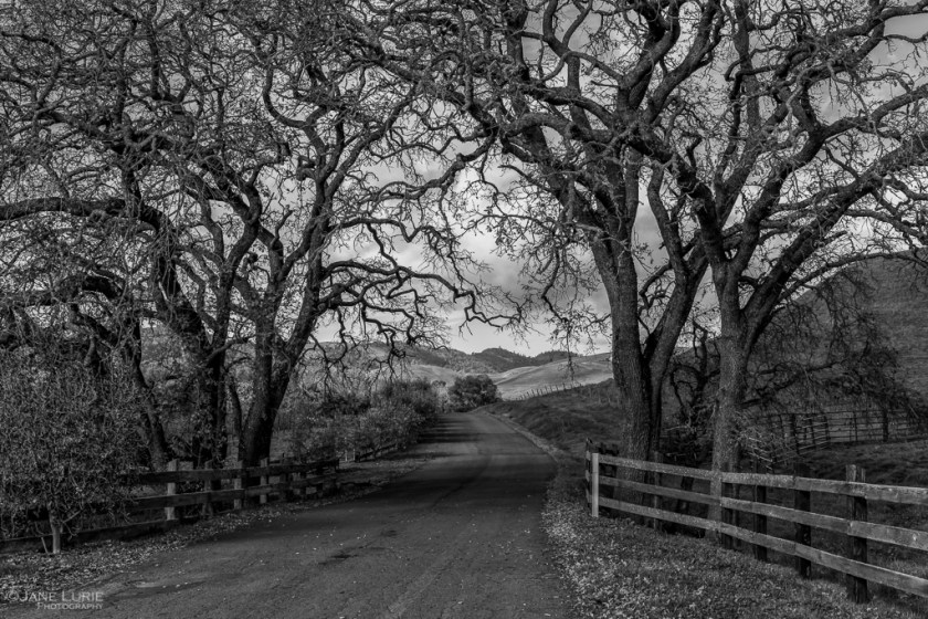 Landscape, Black and White, California, Napa