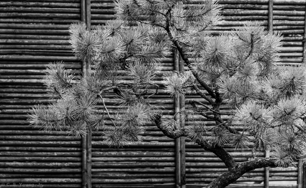 Japanese Black Pine Composition 1