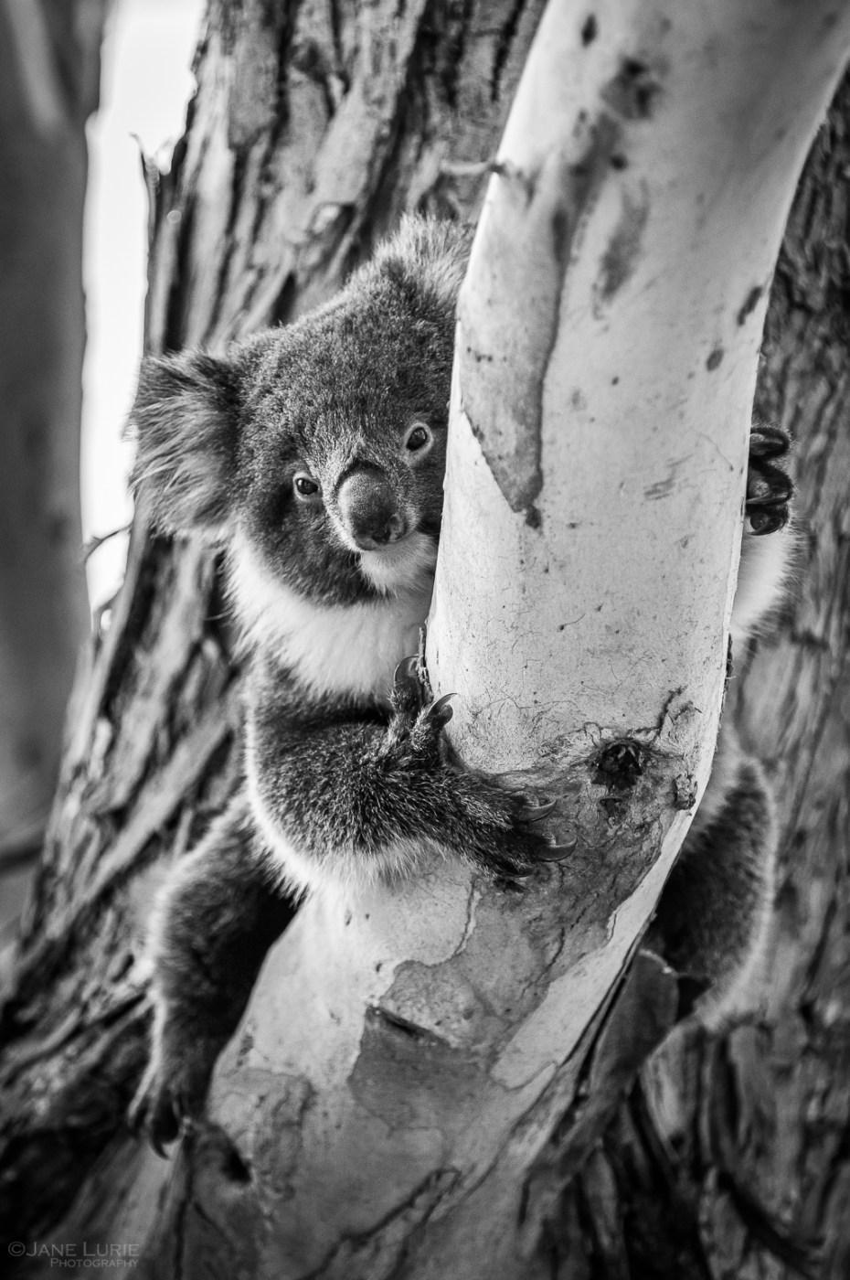Australia, Photography, Nature, Koala, Wildlife, Conservation