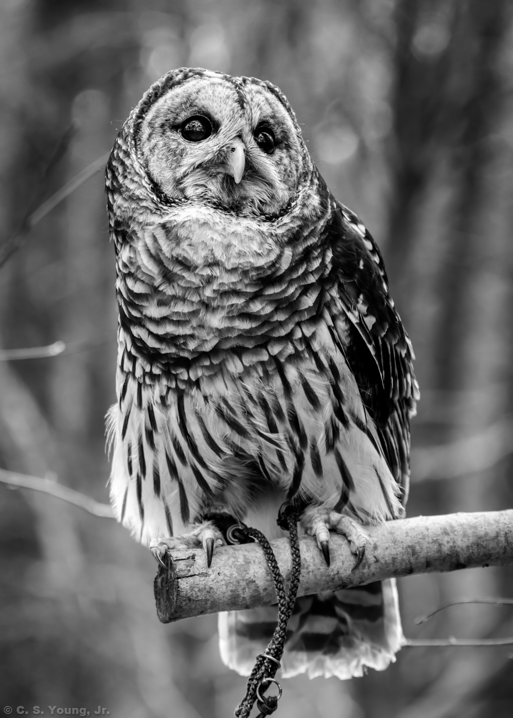 Barred Owl 1 Monochrome