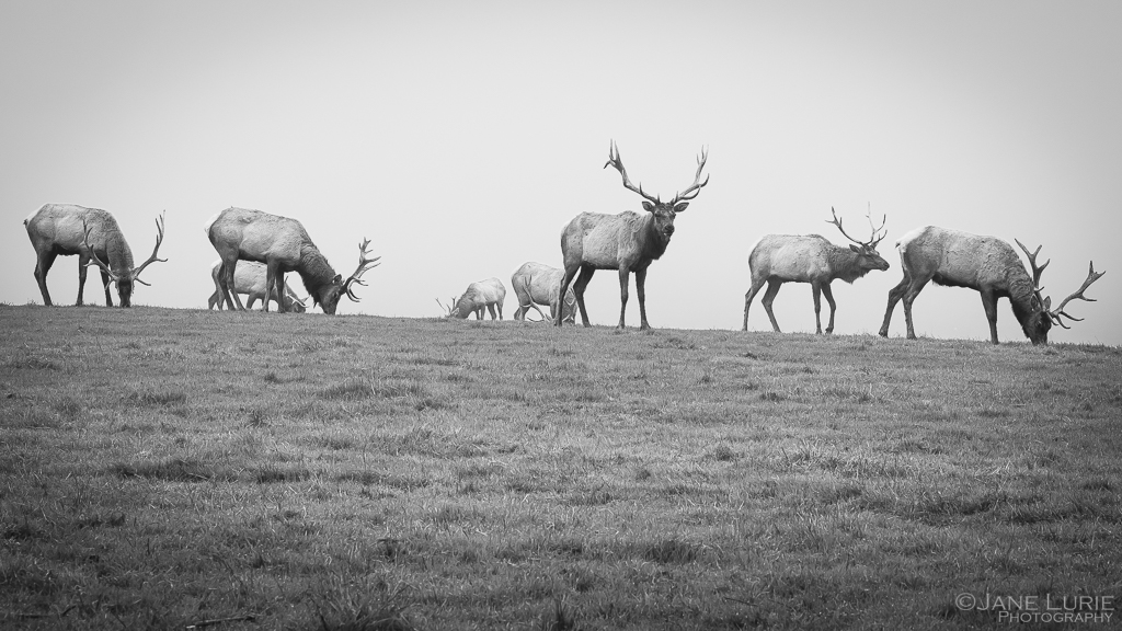 Nature, Tule Elk, California, Wildlife, Photography